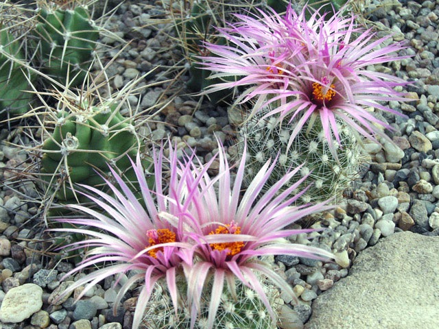 Escobaria vivipara, Cibola, NM