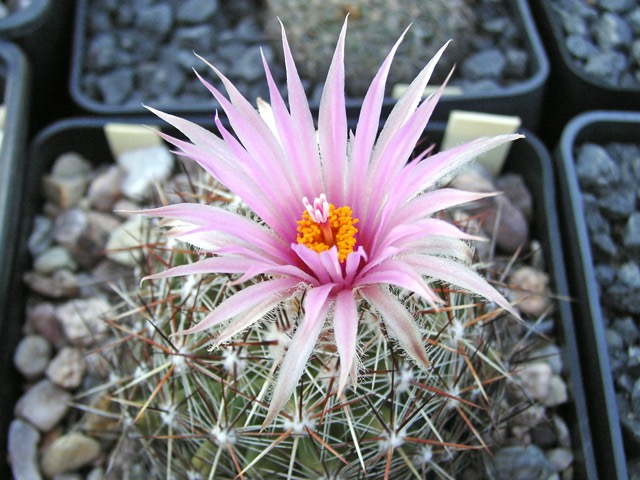 Escobaria vivipara, Garza CO., TX