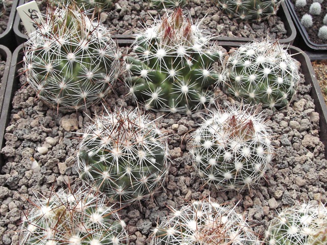 Escobaria vivipara SB 209, Santee, Knox Co., Ne, semenáče s poupaty