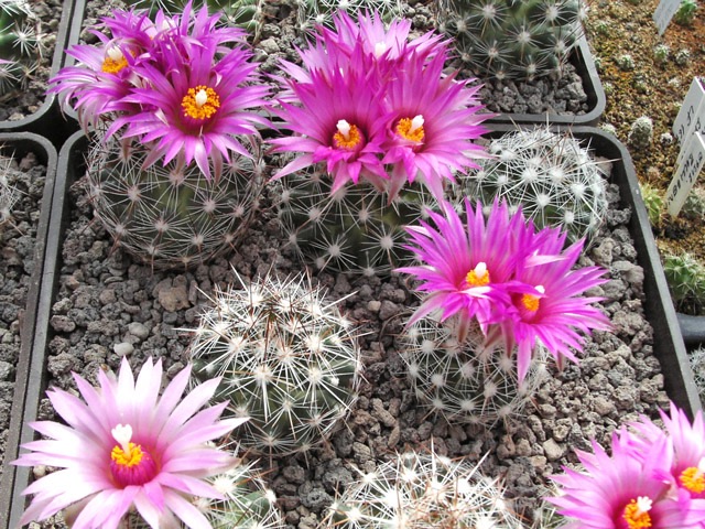 Escobaria vivipara SB 209, Santee, Knox Co., Ne, semenáče s květy