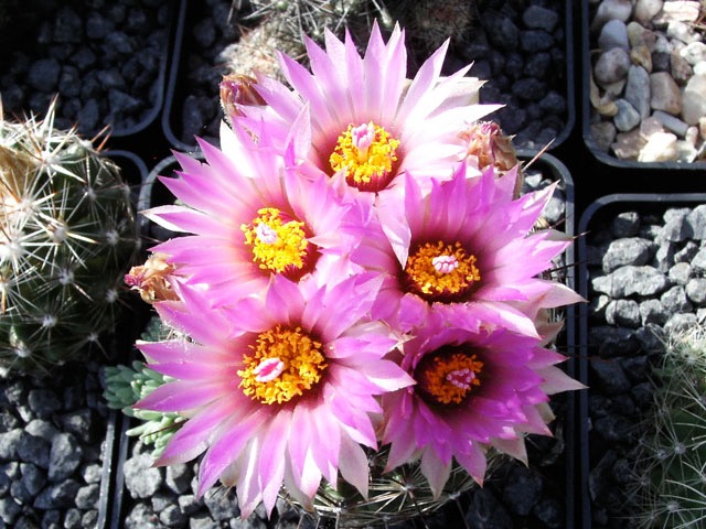 Escobaria vivipara SB 209, Santee, Knox Co., Ne, s květy