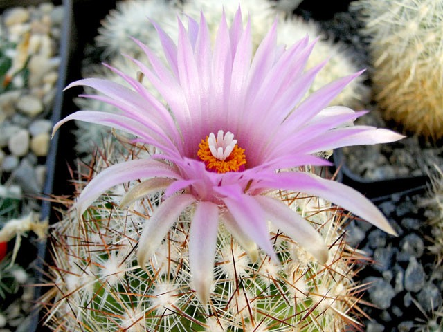 Escobaria vivipara SB 52