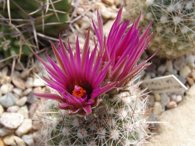 Escobaria vivipara LH, Cebola, NB - poněkud divn&eacute; jm&eacute;no???