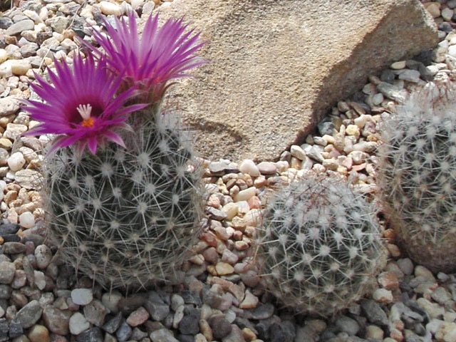 Escobaria vivipara SB 981