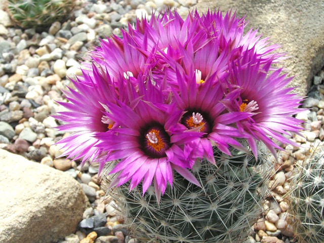 Escobaria vivipara SB 981 s deseti květy