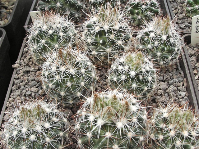 Escobaria vivipara Curry Co., NM, semenáče s poupaty