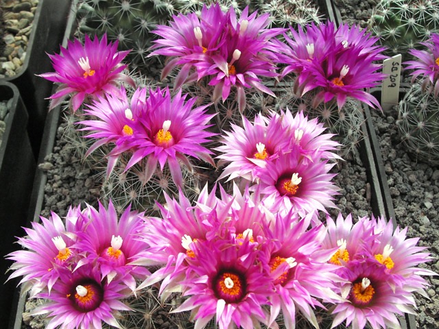 Escobaria vivipara Curry Co., NM, semenáče s květy