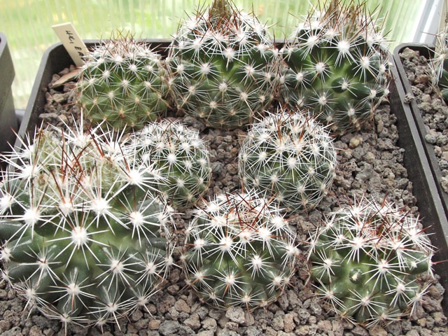 Escobaria vivipara HK, Eagle Nest, NM, semenáče s poupaty