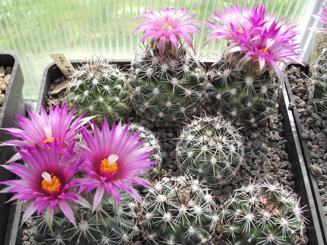 Escobaria vivipara HK, Eagle Nest, NM, semenáče s květy