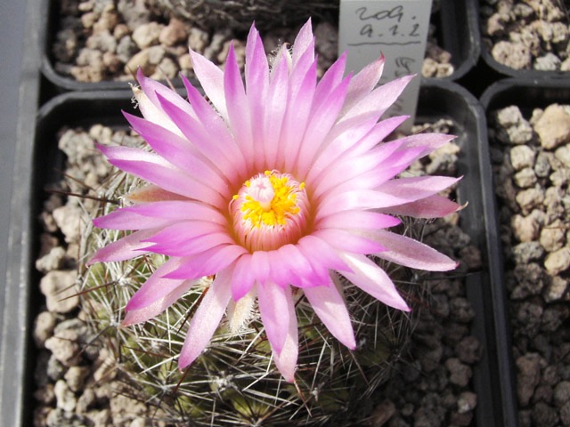 Escobaria vivipara var. neomexicana SB 169, Santa Fe Co., NM, na venkovním parapetu, jména variet jsou podle toho, jak byla koupena semena...