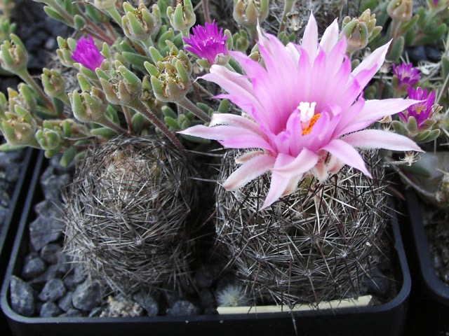 Escobaria vivipara var. arizonica SB 169, Santa Fe Co., NM, dříve byla v nabídce MG nabízena jako var. neomexicana