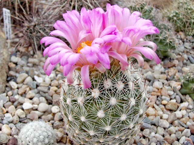 Escobaria vivipara var. bisbeeana PP 939