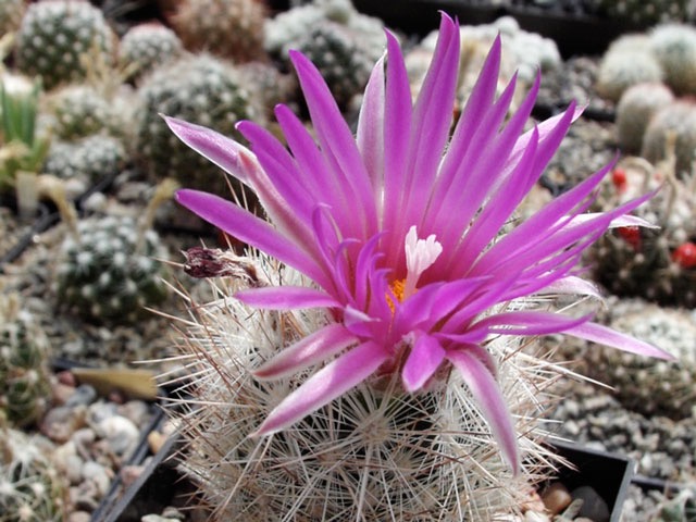 Escobaria vivipara var. neomexicana SB 701
