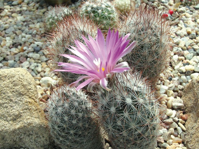 Escobaria vivipara var. neomexicana SB 701 v z&aacute;honu ve sklen&iacute;ku