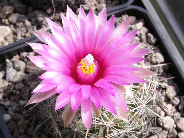 Escobaria vivipara (var. kaibabensis?) na venkovn&iacute;m parapetu