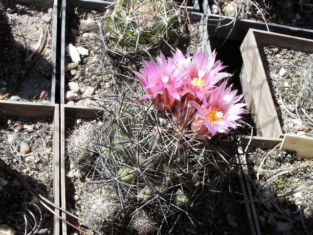 Escobaria sp. Florida Mts., AZ