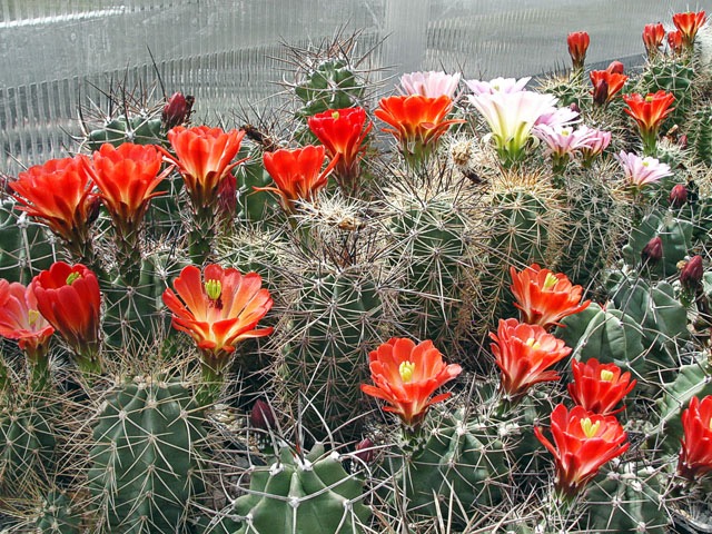 Skupina echinocereusů ve skleníku