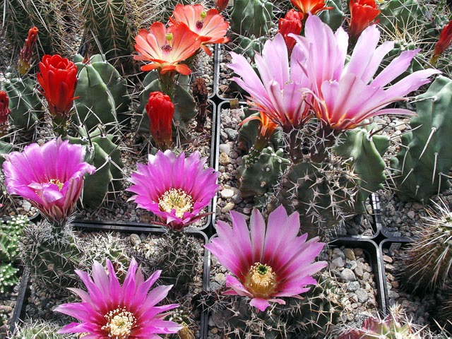 Echinocereus fendleri a „hempeli“