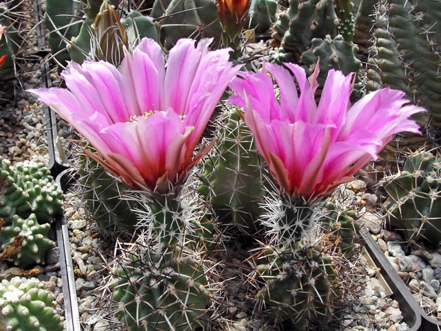 Echinocereus fendleri