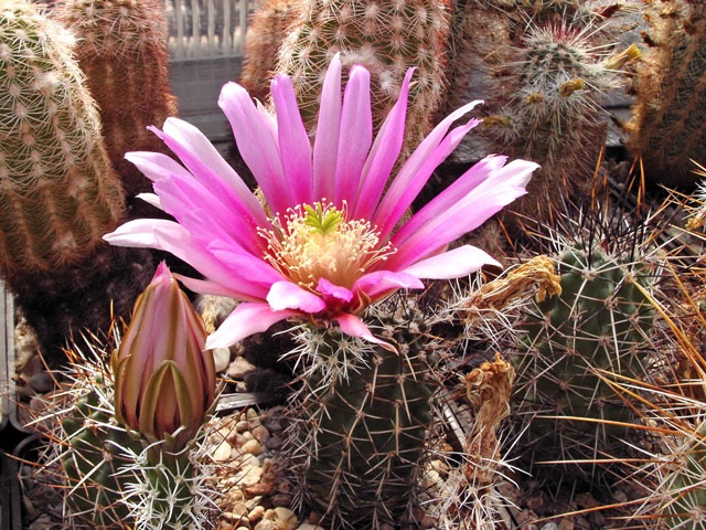 Echinocereus fendleri, rostlina je potomek ze semen od D. B. Moricalla