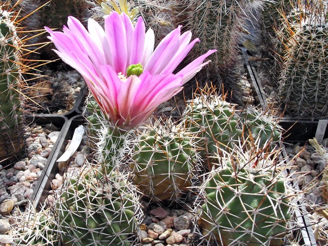 Echinocereus fendleri SB 350, Catron Co., NM