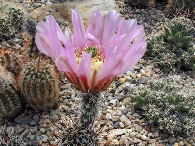 Echinocereus fendleri SB 1463, San Juan Co., NM – rostlina s určitě nejrůžovějším květem z celého okruhu E. fendleri, které pěstuji