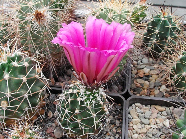 Echinocereus kuenzleri SB 353, Otero Co., NM, další z forem E. fendleri