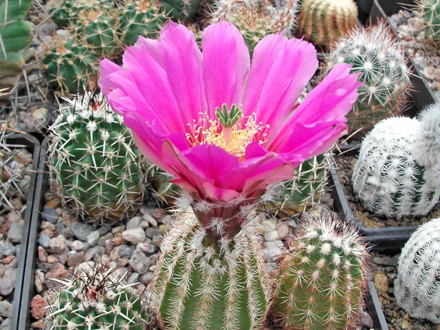 Echinocereus hempeli IE 1166 - přinejmenším poněkud podivná rostlina vysetá kdysi z importních semen, květem asi do okruhu E. fendleri patří, ale tělo je až příliš „chlupaté“