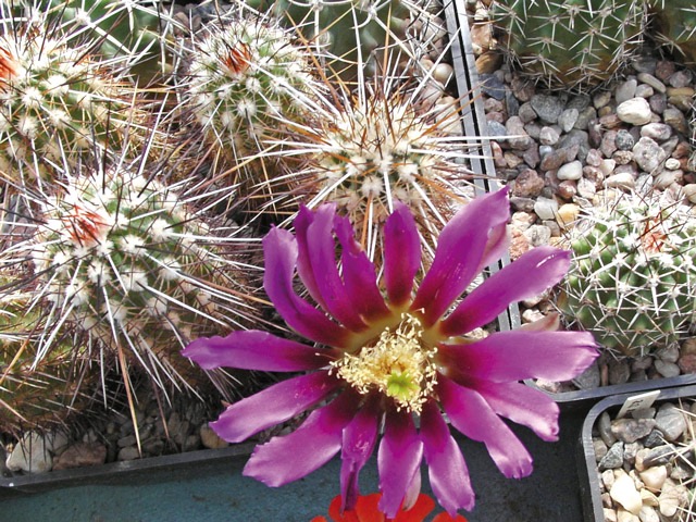 Echinocereus engelmannii var. bonkerae SB 522, Salt River Can., Az, jedna z rostlin poprvé vykvetla ve věku americké plnoletosti
