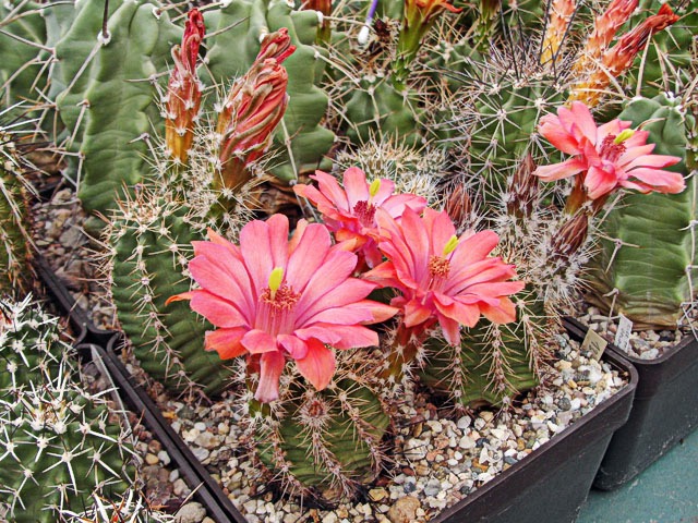 Echinocereus coccineus