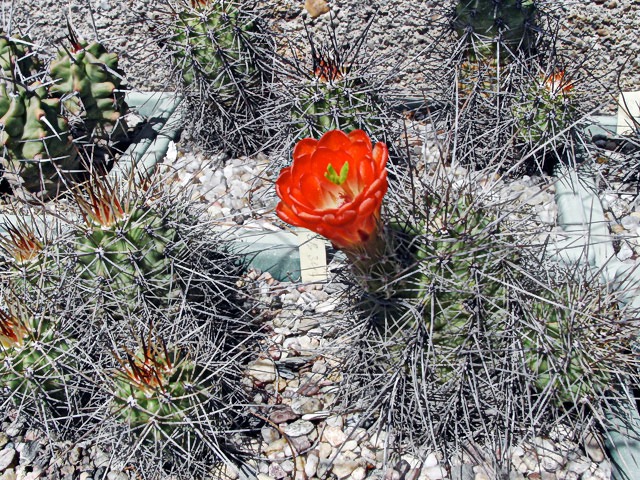 Echinocereus coccineus SB 344