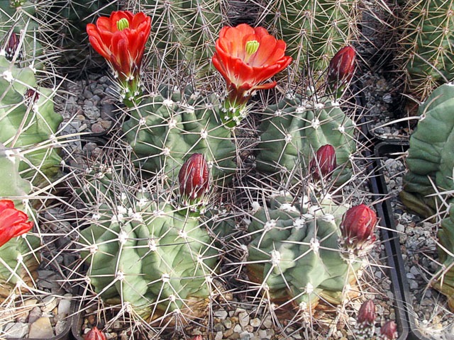 Echinocereus triglochidiatus var. gurneyi, SB 351, Lincoln Co., NM