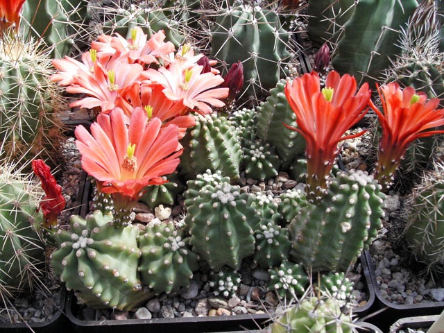 Echinocereus coccineus subsp. inermis