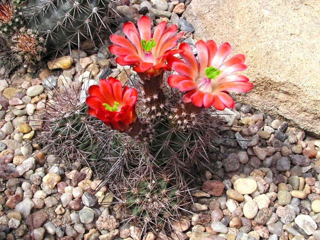 Echinocereus coccineus var. arizonicus PP 98