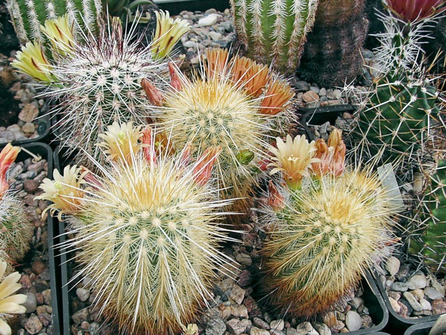 Echinocereus chloranthus var. russanthus ’weedinii’, Davis Mts., TX