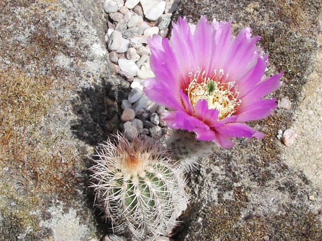 Echinocereus reichenbachii subsp. baileyi ze samovýsevu, dost možná hybridní rostlina