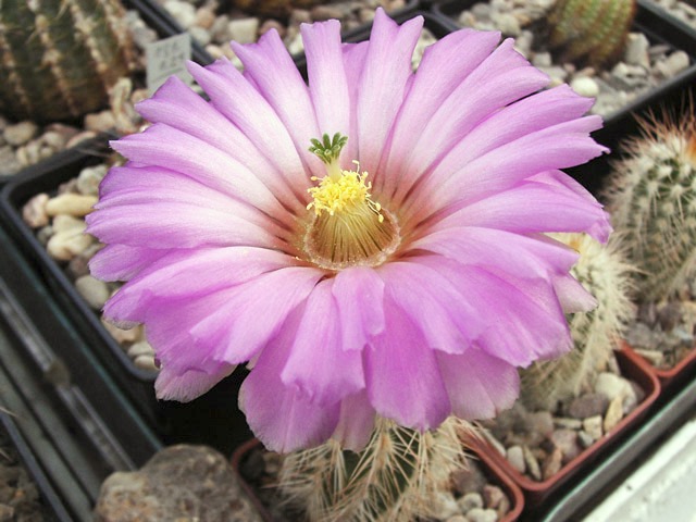 Echinocereus reichenbachii subsp. baileyi JRT 218, Greer Co., OK, mladá rostlina, květ 8 cm široký