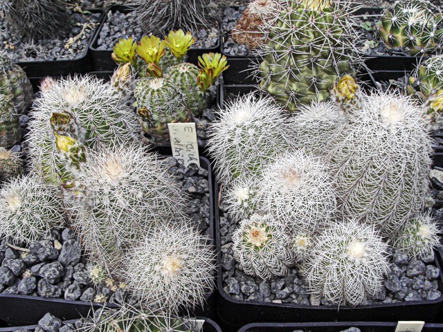Echinocereus reichenbachii subsp. baileyi ’albispinus’, Tishomingo, OK a Troy Co., OK
