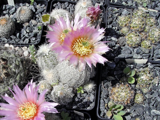 Echinocereus reichenbachii subsp. baileyi ’albispinus’, Tishomingo, OK a Troy Co., OK