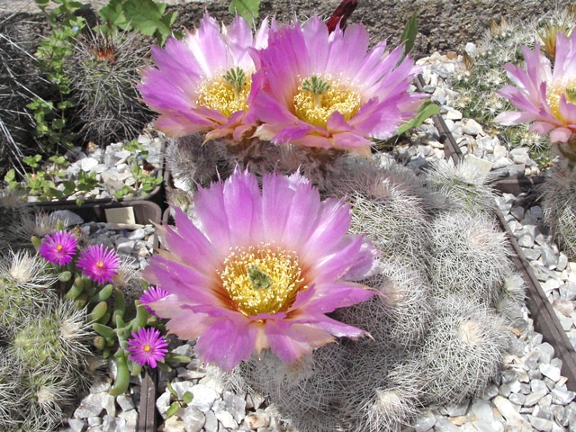 Echinocereus reichenbachii subsp. baileyi ’albispinus’, Troy Co., OK