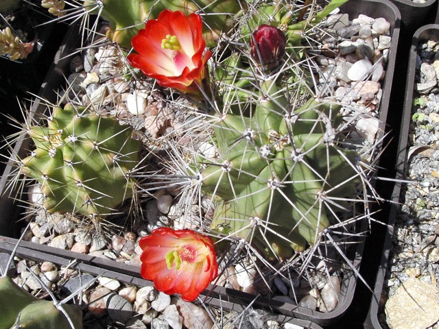 Echinocereus triglochidiatus FH 1108.9, San Ysidro, NM, 1700 m