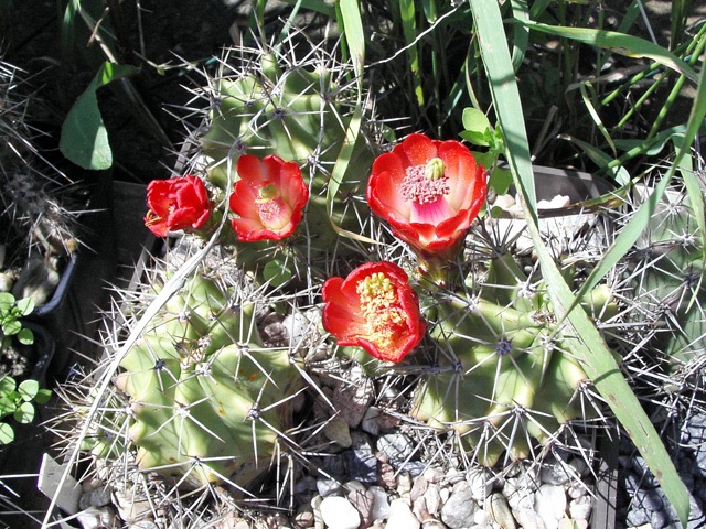 Echinocereus triglochidiatus FH 1108.10, Hollis Pass, NM, 1900 m