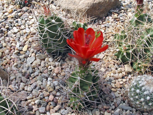 Echinocereus triglochidiatus SB 1067, Fremont Co., Co