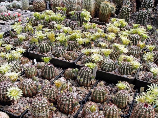 Echinocereus viridiflorus - skupina rostlin ve skleníku