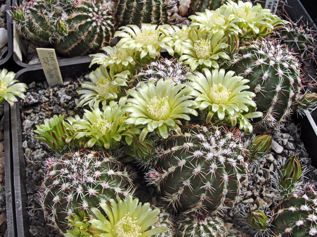 Echinocereus viridiflorus DJF 1670, Hot Springs, SD