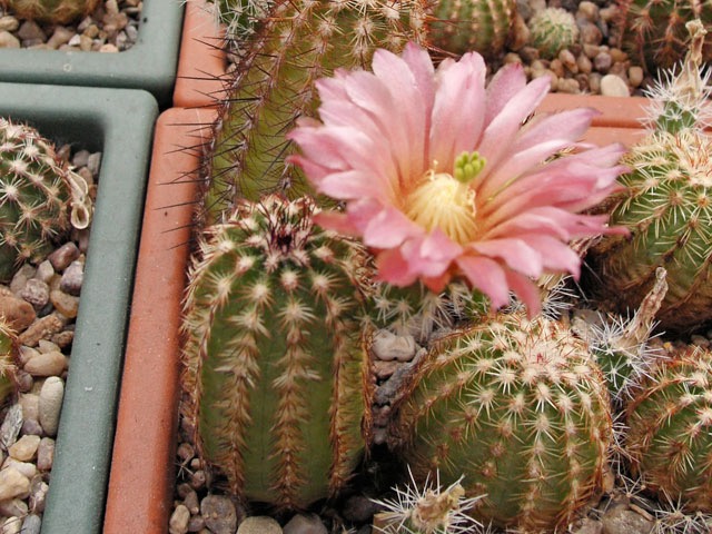 Echinocereus viridiflorus - rostlina vzešlé z importních semen označených Buena Vista, Colo? z jedné tuzemské nabídky