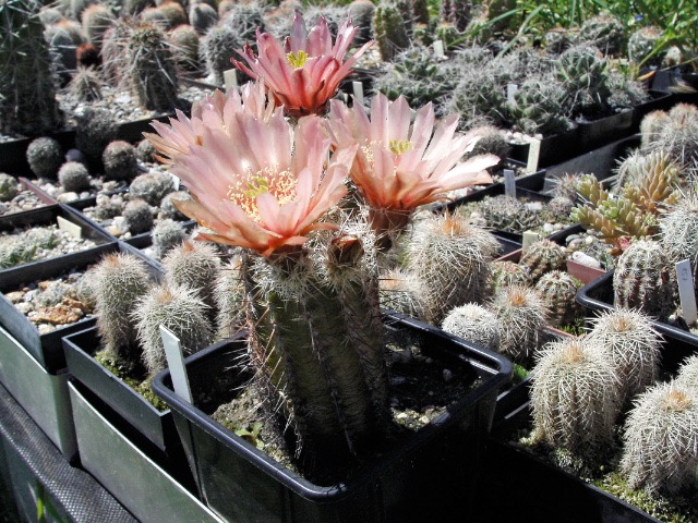 Echinocereus viridiflorus - rostliny vzešlé z importních semen označených Buena Vista, Colo? z jedné tuzemské nabídky