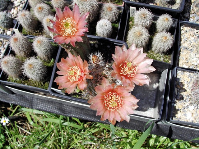 Echinocereus viridiflorus - rostliny vzešlé z importních semen označených Buena Vista, Colo? z jedné tuzemské nabídky. Přenesením do volné kultury skončilo jejich účinkování, následující zimu již nepřežily...