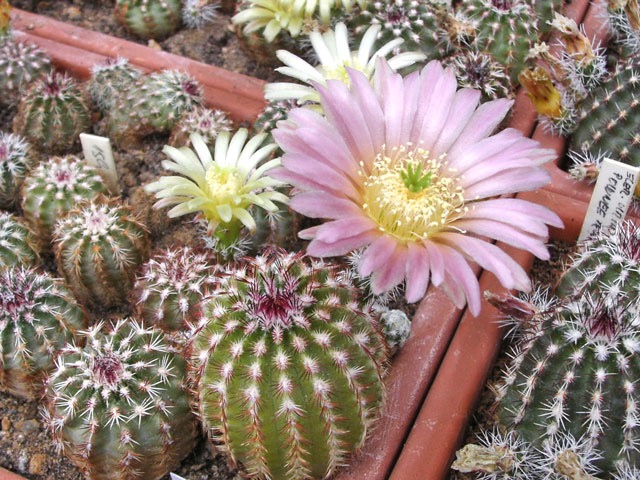 ... a v dalším výsevu koloradských E. viridiflorus se objevil takovýto typ s růžovým květem. Že by jedním z rodičů byl E. reichenbachii var. perbellus?