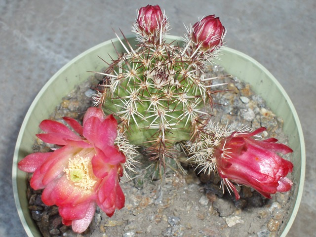 A ještě jedna forma červenokvětého „E. viridiflorus“ ze sbírky kolegy Karla Skřivánka dovezená z Německa. Tak trochu mi připomíná dnes poněkud záhadný E. standleyi Br. et R. Podobné rostliny mi vzešly ze semen SB 258 (Sacramento Mts., Otero Co., NM), ale květy byly žluté, bohužel...